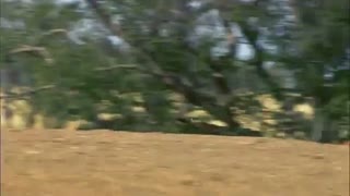 سیل مرغ عشق های آزاد در طبیعت