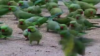 غذا دادن به صدها طوطی