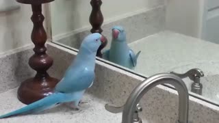 بازی کردن  طوطی   مقابل آینه ...!