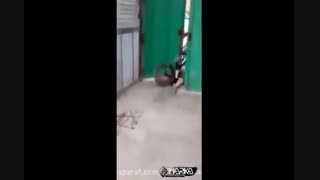 گرگ مازندران