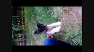 فروش یورک شایر