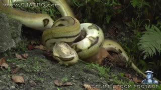 بلیعیده شدن بز توسط مار پیتون