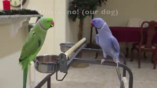 درد و دل کردن به زبان طوطی