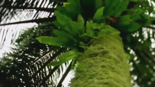 مستند روغن پالم با دوبله فارسی