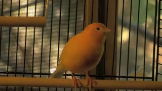 آواز زیبای قناری