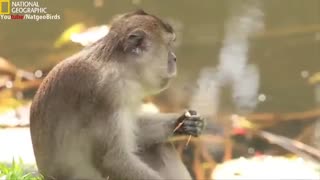 ویدیوی فوق العاده ی نشنال جغرافی از حیات وحش