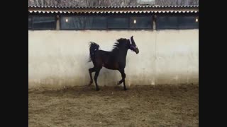 نمایش و رقص زیبای «زاشا دانایی»  اسب اصیل عرب ایرانی