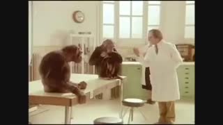 انسانیت را از میمون بیاموزیم(بسیار جالب)