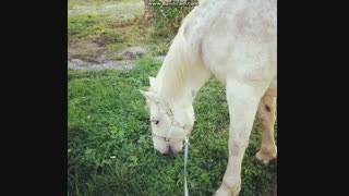 دیگه چه بزارم