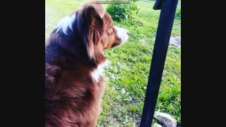 تصمیم گرفتم باغ وحش باز کنم خخ