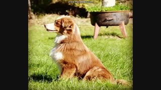 این دوتا عکسه