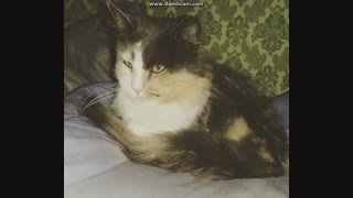 ژست گرفته خخ