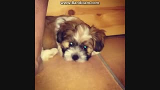 پلی شه((خداحافظ))