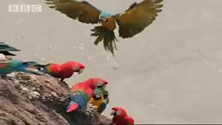 طوطی های بزرگ