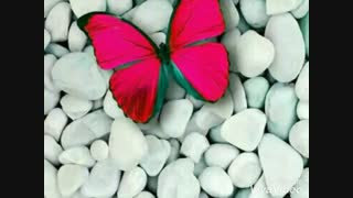 تبلیغ برای مسابقه آقا حامد و آقا حمید