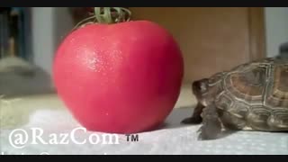 این جیگر منه