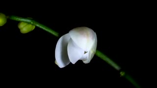 تایم لپس جالبی از شکوفه زدن گل ها