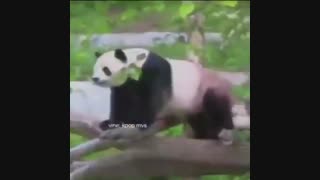 آرمی اینجا آرمی اونجا آرمی همه جا حتی تو باغ وحش!!!! ●_●