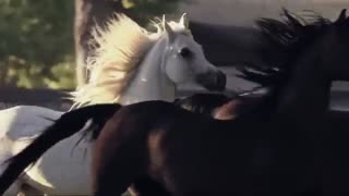 اسبهای زیبا