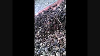 ریشه در حماقت و نادانی