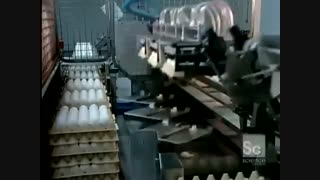 ویدیویی از مراحل تولید و پخش تخم مرغ