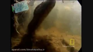 وقتی مار آناکوندا شکار میکند-نشنال جئوگرافیک