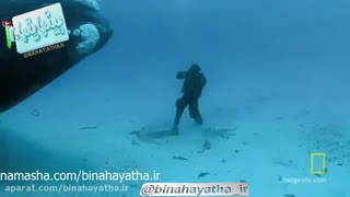 برخورد نزدیک با غول دریا-نشنال جئوگرافیک