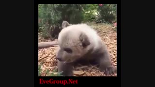 قراره بعدا یه غول بی شاخ و دم ترسناک بشه !!!