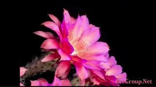 نمود قدرت خداوند در گل های کاکتوس - تایم لپس -