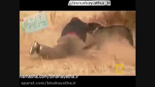 سگ ها چگونه حمله می کنند؟-نشنال جئوگرافیک