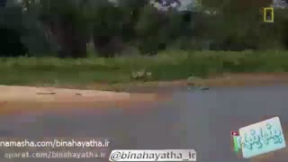 حمله غافلگیرانه جگوار به کروکدیل- نشنال جئوگرافیک