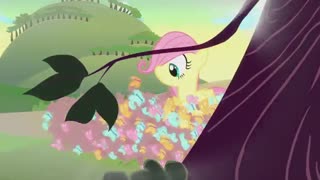 معرفی فلاتر شای