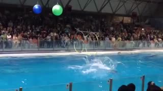 نمایش زیبای دلفین ها