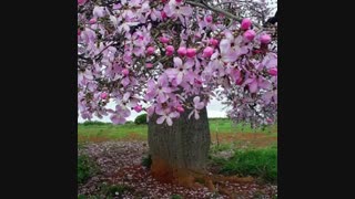 واقعا متاسفم یعنی ویدیو قبلی فقط 3تا لایک