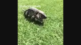 حیوانی بسیار بامزه و شوخ طبع و در این حال خطرناک   telegram.me/afarinnameh