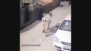 شاهکار یک گاو