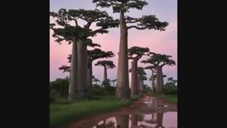 درختان زیبا در جهان