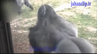 حمله گوریل به انسان از فاصله چند سانتیمتری