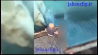خرس قطبی در یک قدمی نینی قنداق