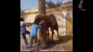 وقتی شتر بی اعصاب سرتو گاز میگیره