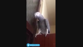 rafte dare khone pedar zanesh mige zan mi kham----