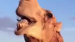 وقتى دخترا میخان رژشون موقع غذا خوردن پاک نشه