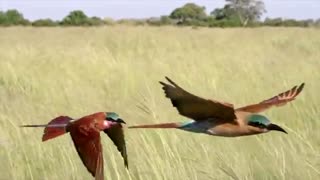 مستند زیبای سیاره ی زمین