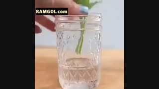 آموزش پرورش گیاه در خانه