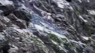 مستند بسیار زیبای پلنگ برفی