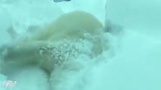 برف بازی دوست داره دیگه