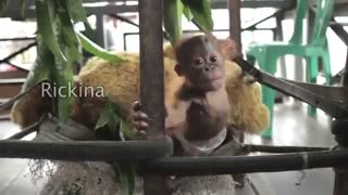 بچه اورانگوتان ( اسمش ریچکیناست)