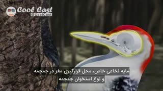 مغز دارکوب چطور در هر ثانیه 22 بار ضربه با 1000 برابر نیروی جاذبه ی زمین میزنه؟ @ayubjunnnپیچ اینستا