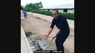 شاخ بازی در گاوداری