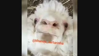 ببعى دوستان-_-